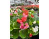 Begonia